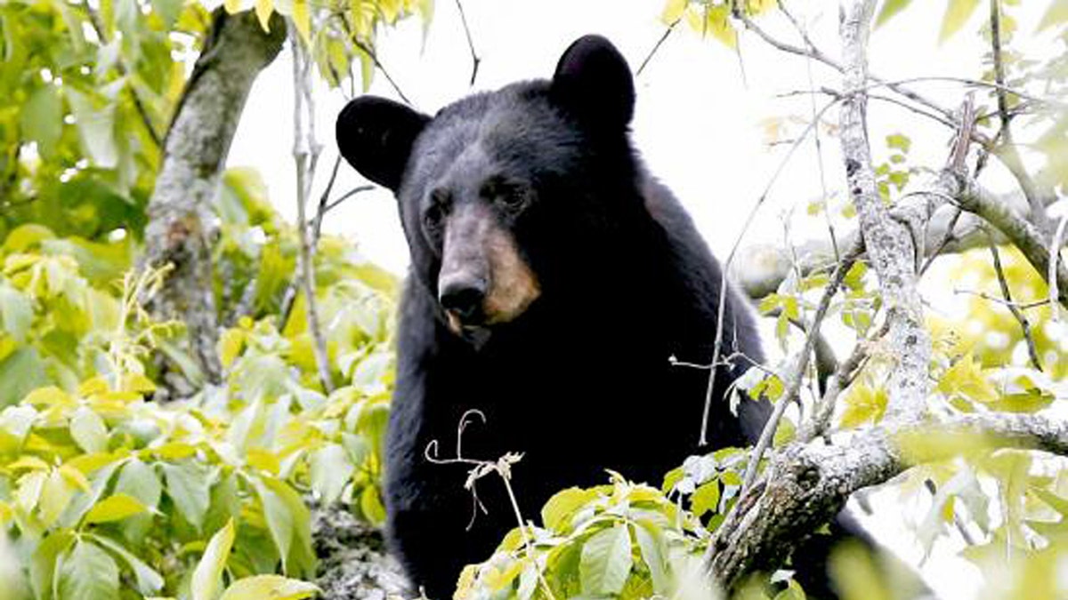 Black bear in a tree