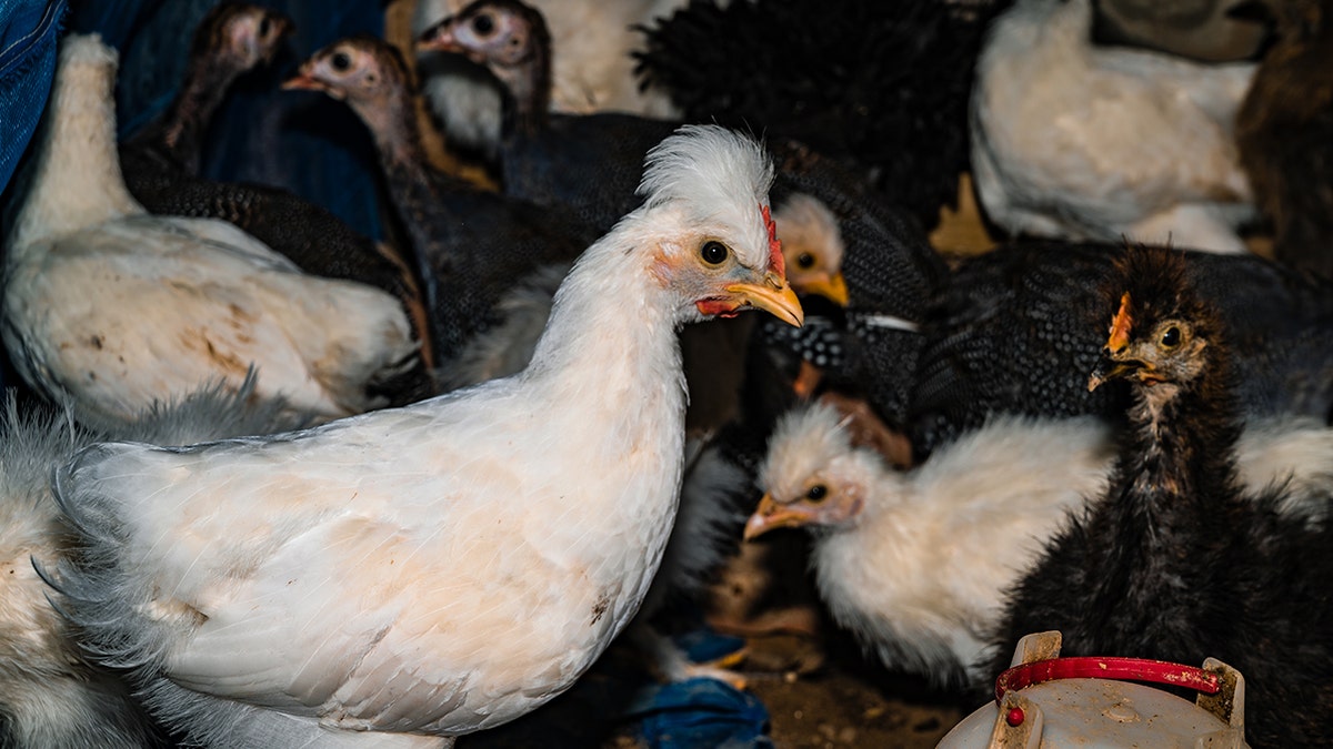 silkie-chicken