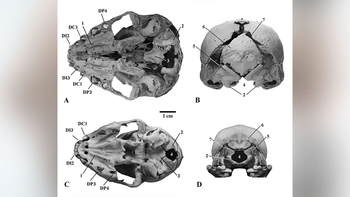 Skull of cub