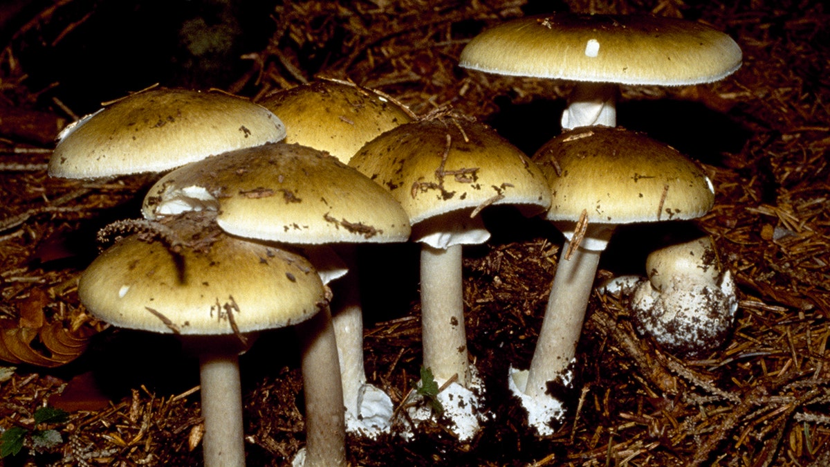 death-cap-mushrooms