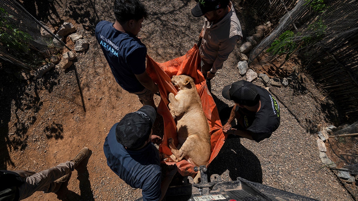 Lioness transported in Mexico