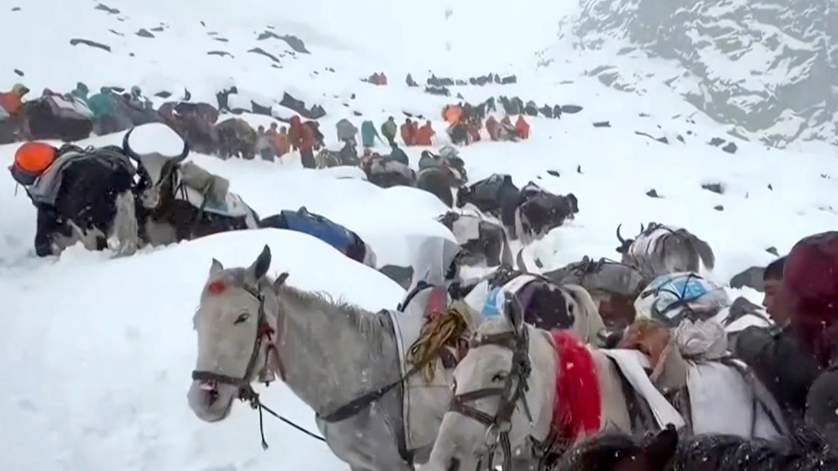 Villagers with their oxen and horses ascend mountain in snowy conditions.