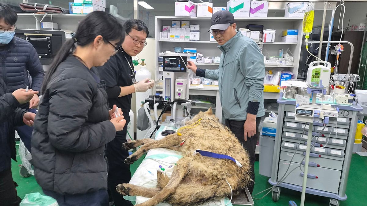 Veterinarians examining male wolf Neukgu at Daejeon O-World theme park