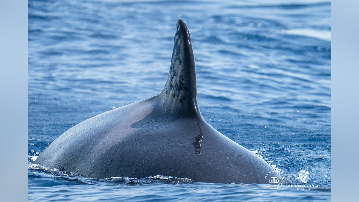 Toñi, the oldest known Iberian orca, swims in open water with her dorsal fin visible from behind